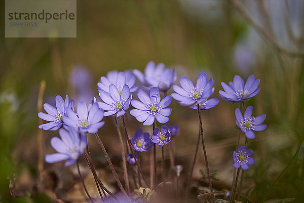 Nahaufnahme der Blüten der Hepatica (Anemone hepatica) im Wald im Frühling  Bayern  Deutschland