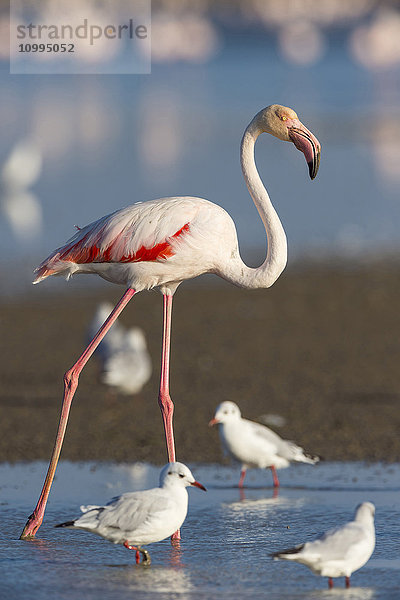 Großer Flamingo und Schwarzkopfmöwen  Saintes-Maries-de-la-Mer  Parc Naturel Regional de Camargue  Frankreich