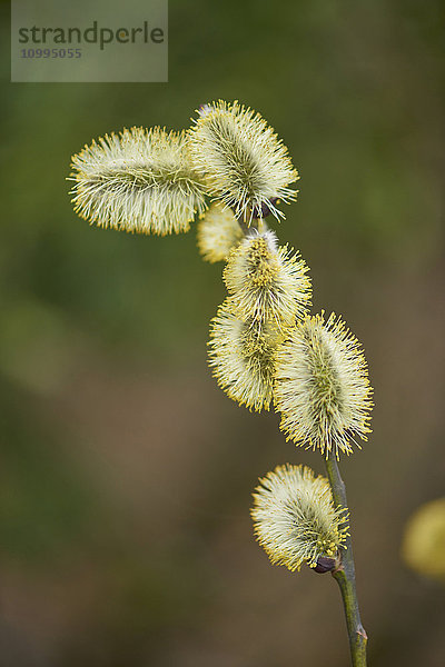 Nahaufnahme von Ziegenweidenblüten (Salix caprea) im Wald im Frühling  Bayern  Deutschland