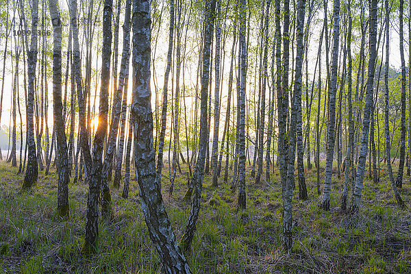 Birkenwald im Frühling bei Sonnenaufgang  Hessen  Deutschland