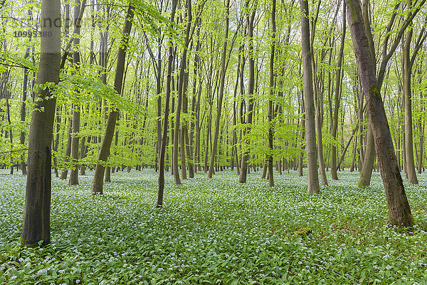 Rotbuchenwald (Fagus sylvatica) mit Bärlauch (Allium ursinum) im Frühling  Hessen  Deutschland