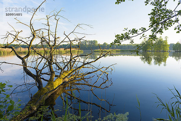 Abgestorbener Eichenbaum im See  Hessen  Deutschland