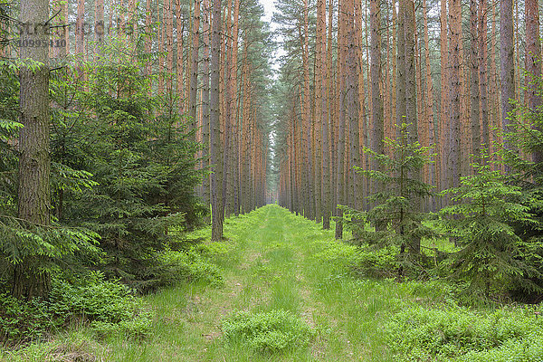 Pfad durch den Kiefernwald  Sachsen  Deutschland