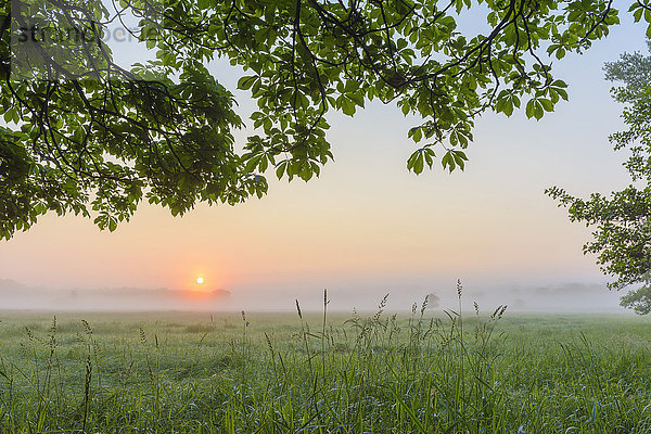 Blätter und Äste eines Kastanienbaums im Morgennebel bei Sonnenaufgang  Hessen  Deutschland