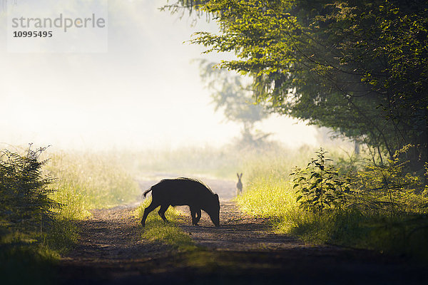 Silhouette eines Wildschweins auf einem Feldweg an einem nebligen Morgen mit einem Feldhasen im Hintergrund  Hessen  Deutschland