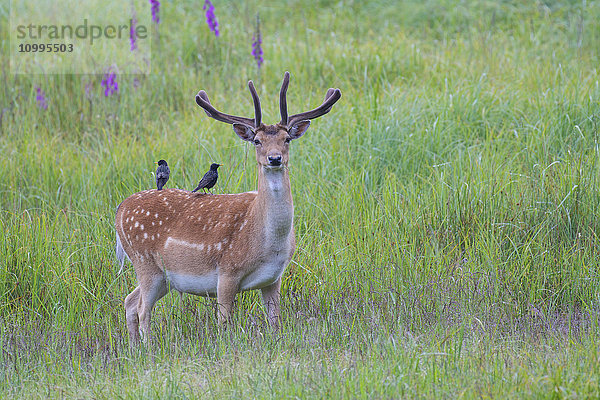 Männlicher Damhirsch (Cervus dama) mit Staren auf seinem Rücken  Hessen  Deutschland