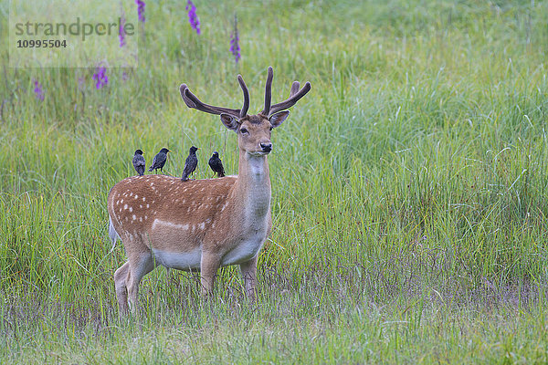 Männlicher Damhirsch (Cervus dama) mit einer Gruppe von Staren auf seinem Rücken  Hessen  Deutschland