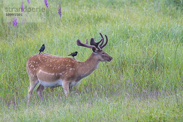 Männlicher Damhirsch (Cervus dama) mit Staren auf seinem Rücken  Hessen  Deutschland