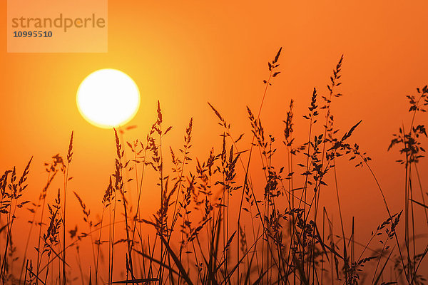 Silhouette von hohem Gras bei Sonnenuntergang  Hessen  Deutschland