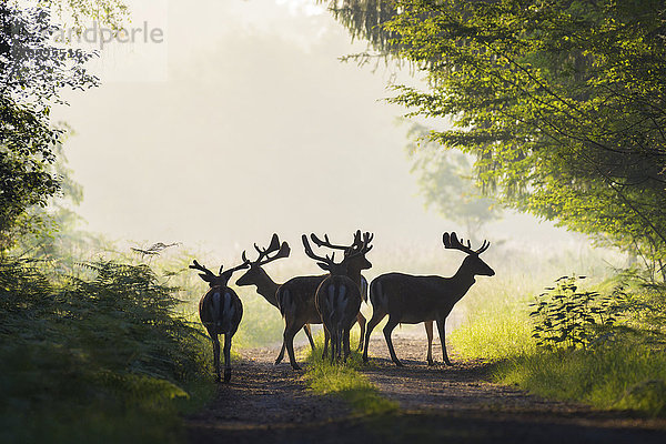 Silhouette einer Herde von männlichen Damhirschen (Cervus dama) im Nebelwald  Hessen  Deutschland