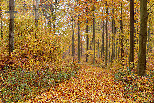 Pfad im Buchenwald im Herbst  Spessart  Bayern  Deutschland