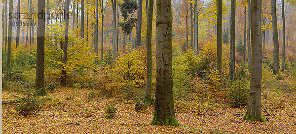 Bunter Herbstwald  Spessart  Bayern  Deutschland