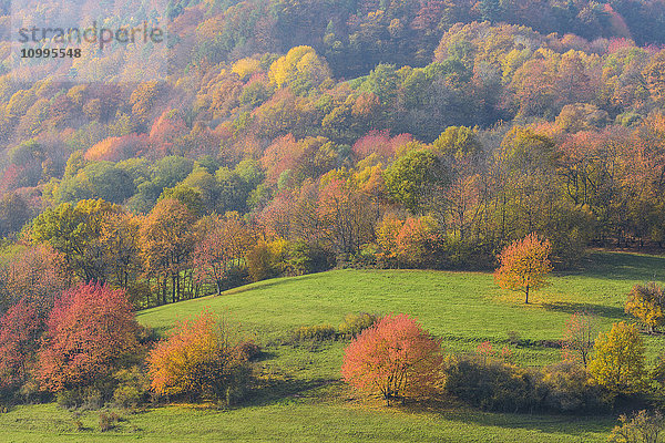 Landschaft mit bunten Kirschbäumen im Herbst  Bessenbach  Spessart  Bayern  Deutschland