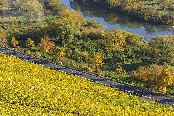 Flusslandschaft mit bunten Weinbergen im Herbst  Volkach  Alte Mainschleife  Mainfranken  Franken  Bayern  Deutschland