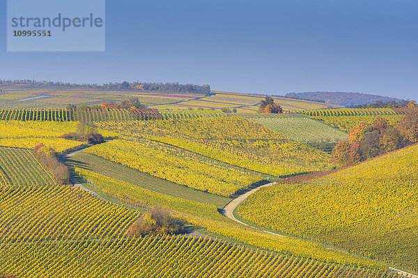 Bunte Weinberge im Herbst  Volkach  Alte Mainschleife  Mainfranken  Franken  Bayern  Deutschland