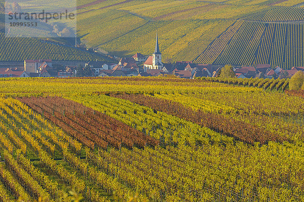 Bunte Weinberge im Herbst  Escherndorf  Maininsel  Alte Mainschleife  Mainfranken  Franken  Bayern  Deutschland