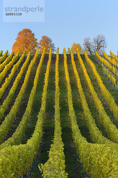 Bunte Weinberge im Herbst  Volkach  Maininsel  Alte Mainschleife  Mainfranken  Franken  Bayern  Deutschland