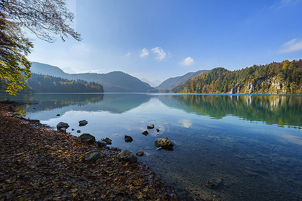 Landschaft des Alpsees im Herbst  Füssen  Schwaben  Allgäu  Bayern  Deutschland