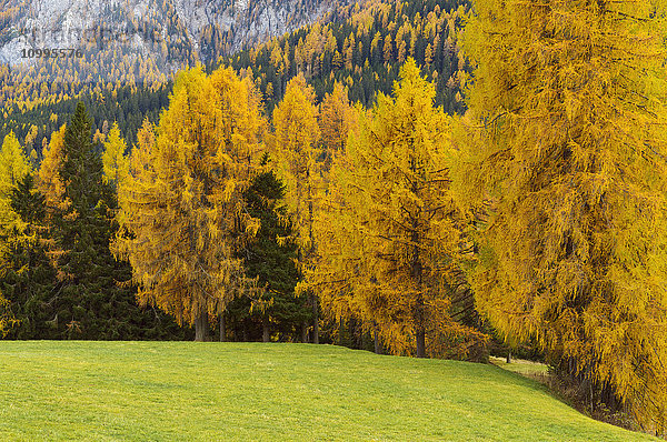 Lärchen im Herbst  Vigo di Fassa  Dolomiten  Trentino-Alto Adige  Südtirol  Italien