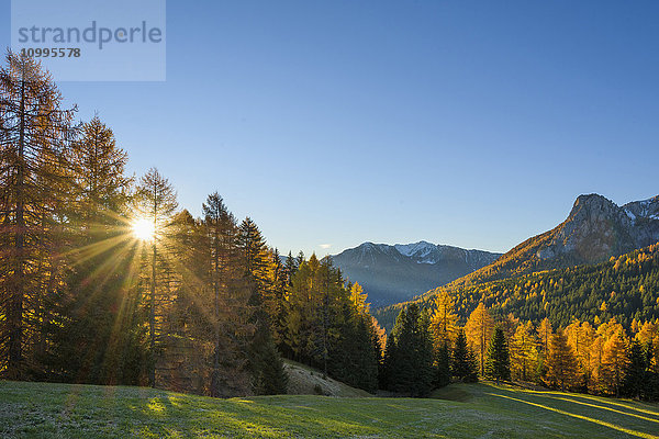 Berg mit schön gefärbten Lärchen und Sonne  Vigo di Fassa  Dolomiten  Trentino-Südtirol  Südtirol  Italien  Europa