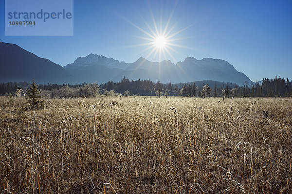 Schilf in der Wiese vom Barmsee mit Sonne über dem Karwendelgebirge  Krun  Oberbayern  Bayern  Deutschland