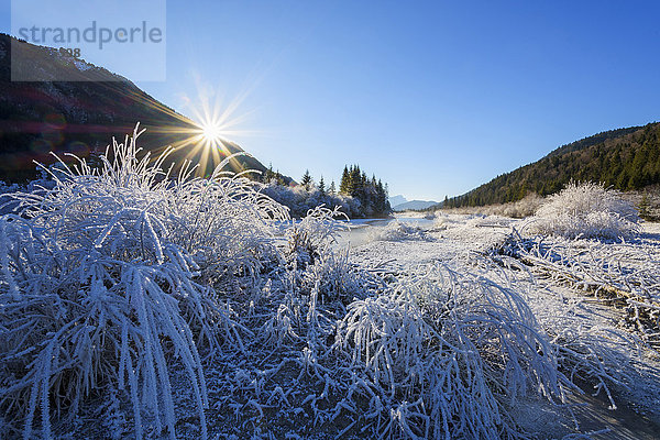 Isar im Winter mit Sonne und Raureif  Isartal  Karwendel  Vorderriss  Oberbayern  Bayern  Deutschland