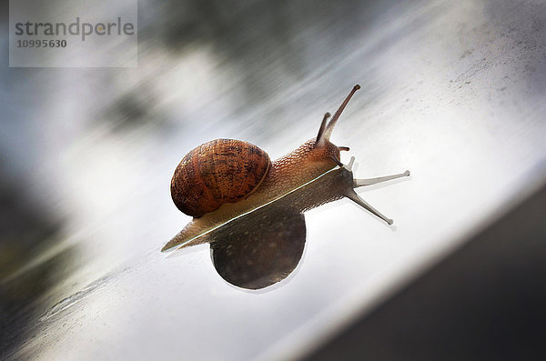 Nahaufnahme einer Gartenschnecke auf dem Gewächshausdach