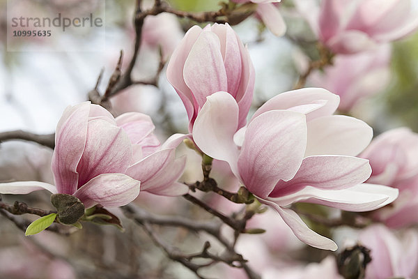 Nahaufnahme von Magnolienblüten