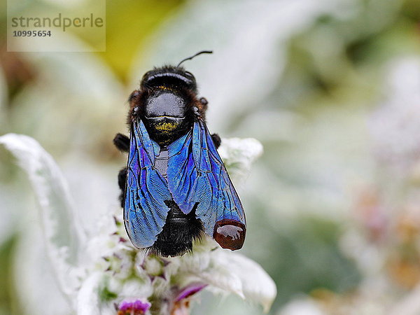 Große Holzbiene  Xylocopa violacea  in einem Garten