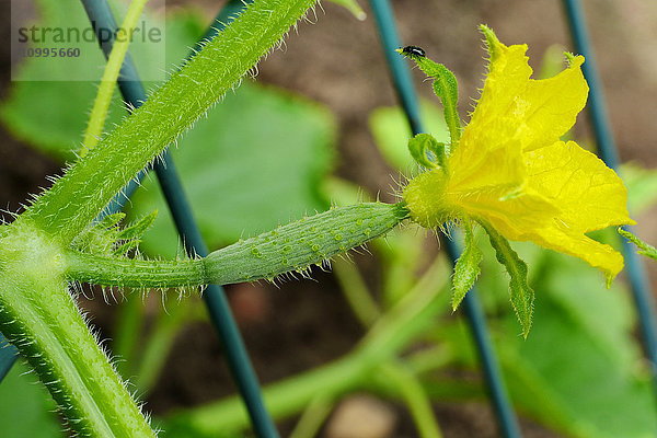 Gurke im Garten