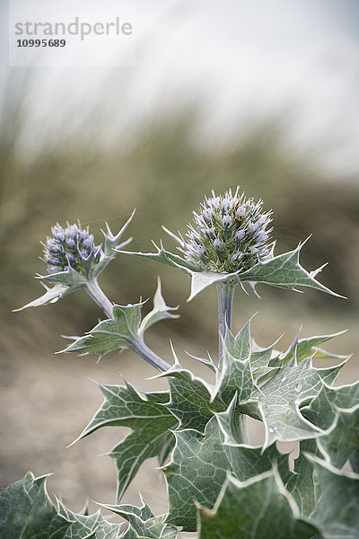 Blühende Stranddistel  Eryngium maritimum  Kampen  Sylt  Schleswig-Holstein  Deutschland  Europa