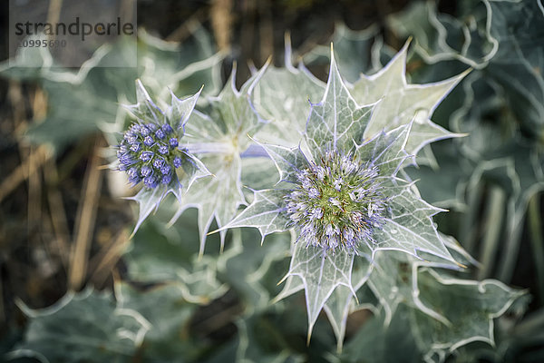 Blühende Stranddistel  Eryngium maritimum  Kampen  Sylt  Schleswig-Holstein  Deutschland  Europa