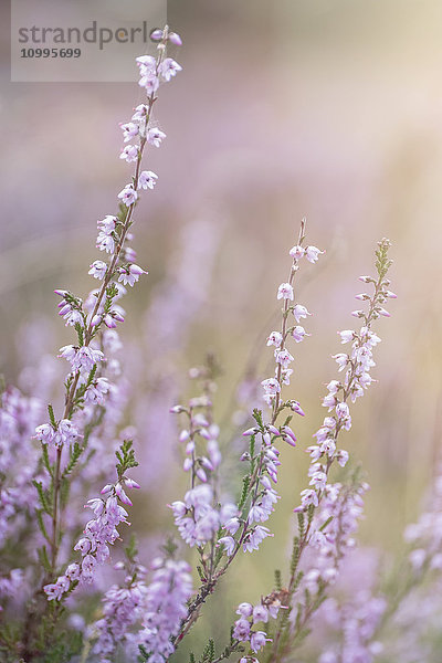 Heidekraut  Calluna vulgaris  Niedersachsen  Deutschland  Europa