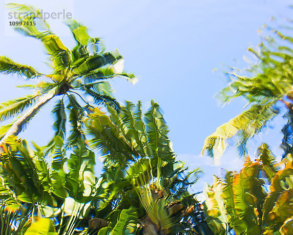 Unterwasseransicht von Palmen gegen den klaren Himmel
