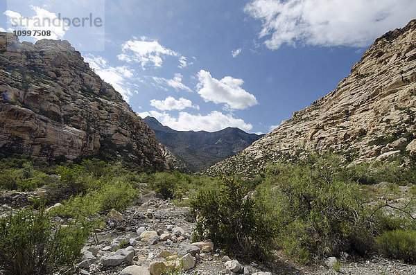 Nevada  Red Rock Canyon  Landschaft mit Felsbergen