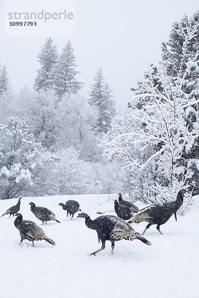 Colorado  Gruppe von Trottellummen bei der Jagd im Schnee