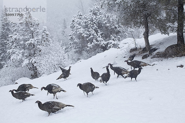 Colorado  Gruppe von Trottellummen bei der Jagd im Schnee