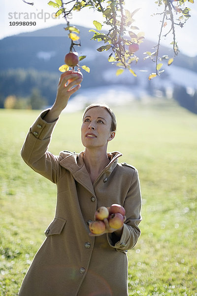 Österreich  Salzburger Land  Maria Alm  Ältere Frau pflückt Äpfel vom Baum