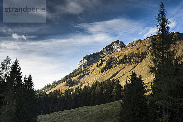 Österreich  Salzburger Land  Weissbach  Wald- und Berglandschaft