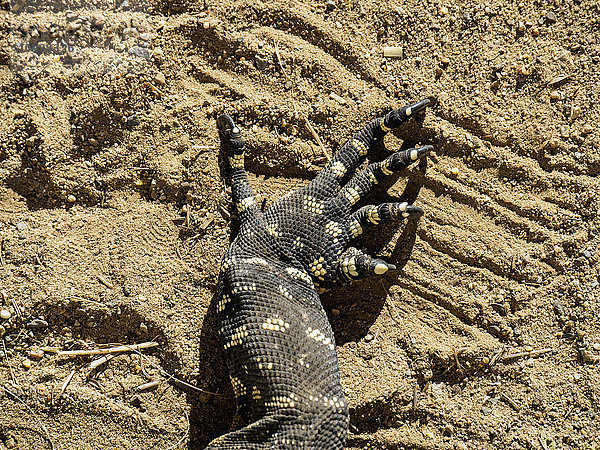 Nahaufnahme der Krallen eines Warans (Varanus varius) im Sand