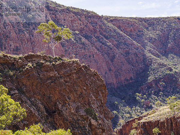Australien  Outback  Northern Territory  Red Centre  West Macdonnel Ranges  Ormiston Gorge  Baum auf Kamm im roten Felsengebirge