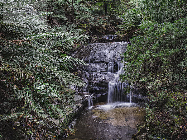 Australien  New South Wales  Blue Mountains National Park  Leura Kaskaden  Wasserfall im Wald