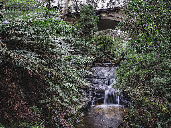 Australien  New South Wales  Blue Mountains National Park  Leura Cascades  Brücke über Wasserfall im Wald