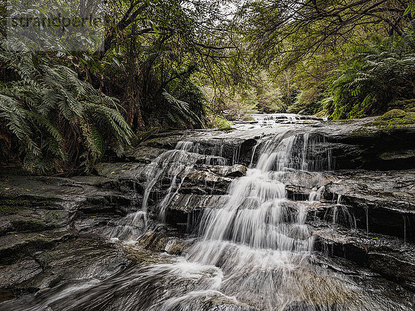 Australien  New South Wales  Blue Mountains National Park  Leura Kaskaden  Wasserfall im Wald