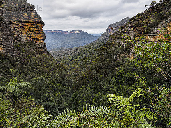 Australien  New South Wales  Blue Mountains National Park  Jamison Valley  bewaldetes Tal in felsigen Bergen