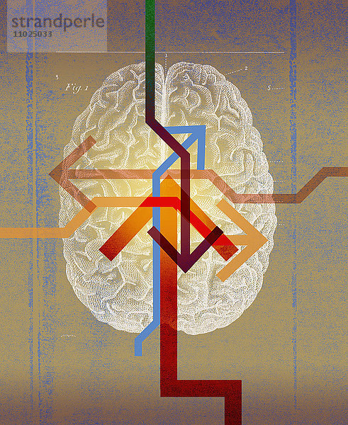Pfeile zeigen in verschiedene Richtungen über einem Gehirn