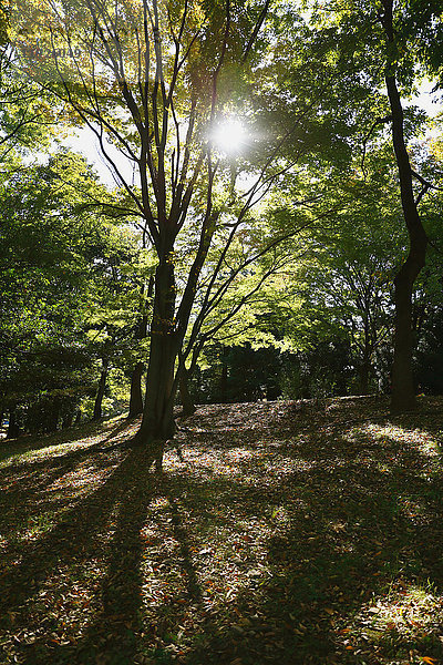 Grüne Blätter in einem Stadtpark  Tokio  Japan