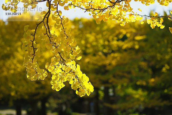 Gelbe Ginkgoblätter