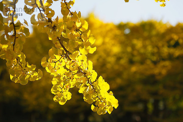 Gelbe Ginkgoblätter