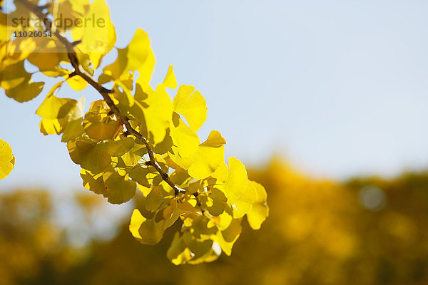 Gelbe Ginkgoblätter